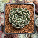 Echeveria 'Redsara' 2" Air Magic Hybrid Succulent Plant