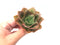 Echeveria sp. 3" Rare Succulent Plant