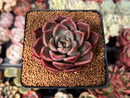 Echeveria Agavoides 'Black Tetra' 2" Succulent Plant