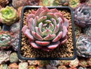 Echeveria 'Horizon' 2" Succulent Plant