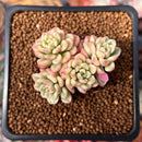 Sedum 'Joyce Tulloch' Variegated 1" Succulent Plant