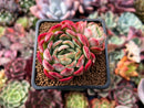 Echeveria 'Primera' 2" Cluster Succulent Plant