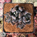 Echeveria Agavoides 'Black Swan' 3" Cluster Succulent Plant