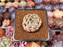 Echeveria 'Monello' 1" Succulent Plant