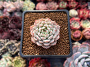 Echeveria 'White Zaragoza' 2" Succulent Plant
