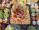Echeveria Agavoides 'Hongja' 2" Succulent Plant