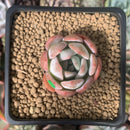 Echeveria 'Star Mark' 2" Succulent Plant