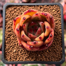 Echeveria Agavoides 'Australia Pink' 2" Succulent Plant