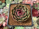 Echeveria Agavoides 'Black Queen' Round-Leaf 2" Succulent Plant