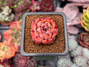 Echeveria Agavoides 'Nomad' 1" Succulent Plant