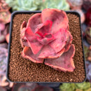 Echeveria 'Golden State' Variegated 2" Succulent Plant