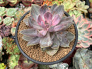 Echeveria 'Perle von Nurnberg' Variegated 5" Succulent Plant