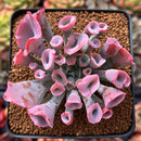 Echeveria 'Trumpet Pinky' 2"-3" Succulent Plant