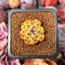 Echeveria sp. 1" Succulent Plant