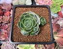Echeveria 'Longissima' Round-leaf 1"-2" Succulent Plant