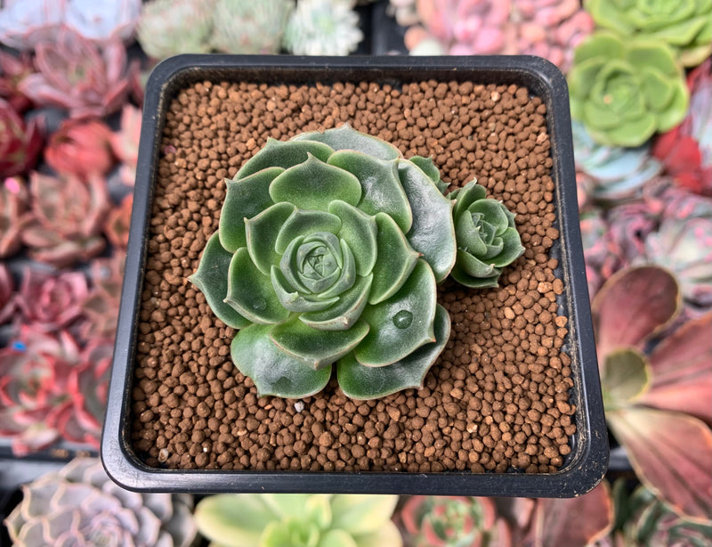 succulent two leaves Echeveria 'Longissima' Round-leaf 1"-2" Succulent Plant – True Succulents  Plant Co