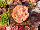 Echeveria 'Blade Runner' 2" Succulent Plant