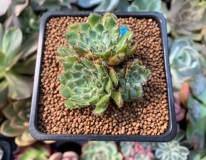 wooly succulent Echeveria 'Wooly Rose' 1" Succulent Plant