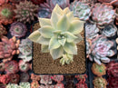 Graptopetalum 'Paraguayense' Cluster 3"-4" Succulent Plant