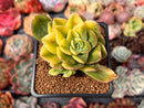 Echeveria 'Bob Jolly' Variegated 2" Succulent Plant