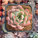Echeveria 'Star Mark' 2" Succulent Plant