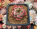 Echeveria Agavoides 'Piano' 2" Succulent Plant