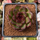 Echeveria Agavoides 'Black Tiger' 2" Succulent Plant