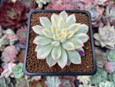 Echeveria 'Mebina' Variegated 2" Succulent Plant
