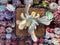 Cotyledon 'Orbiculata' Variegated 4" Succulent Plant
