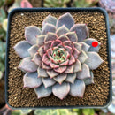 Echeveria 'Cindy' 2" Succulent Plant