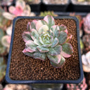 Echeveria 'Bradburiana' Variegated 2" Succulent Plant