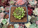 Echeveria 'Hong-Li' 1"-2" New Hybrid Succulent Plant