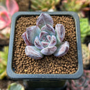 Echeveria 'Black Sabbath' 1” Succulent Plant