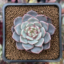 Echeveria 'Pinot Gris' 1"-2" Succulent Plant