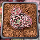 Echeveria 'Strike Angel' 1" Cluster Succulent Plant
