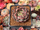 Echeveria 'Pink Stella' 1"-2" Succulent Plant