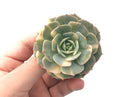 Echeveria ‘Bluette’ Variegated 2”-3” Rare Succulent Plant