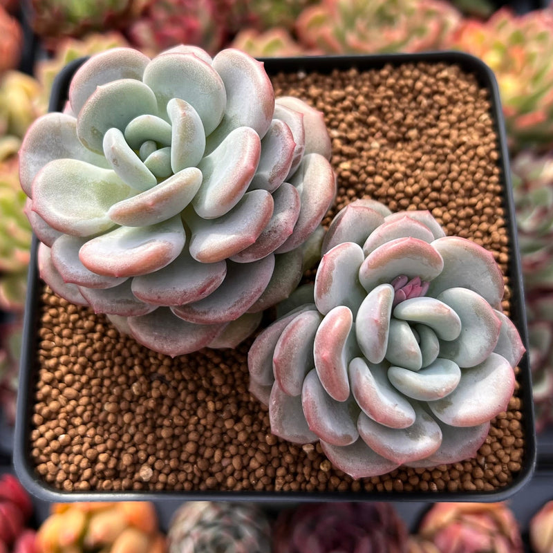 live succulent plant Silver Dollar Jade, Crassula arborescens, Live Succulent, Live Plant –  Desert Noir