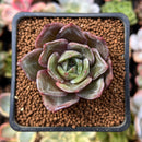 Echeveria 'German Champaign' 1" Succulent Plant