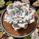 Echeveria 'Crispate Beauty' 3"-4" Succulent Plant