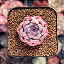 Echeveria 'Rosalina' 1" Succulent Plant