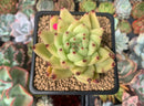 Echeveria Agavoides 'Maria' 2" Succulent Plant