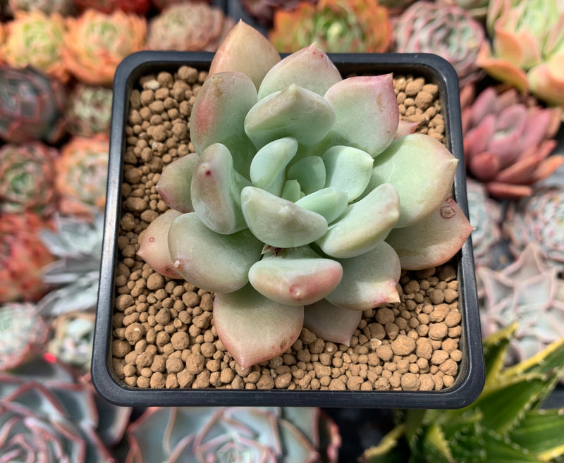 peace succulents Pachyphytum 'Ice Peace' 3" Succulent Plant – True Succulents Plant Co