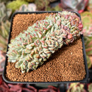 Echeveria 'Juliana Pink' Crested 3" Succulent Plant