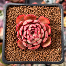 Echeveria 'Zeta' 1" Succulent Plant