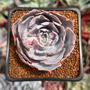 Echeveria 'Pinky' 2" Succulent Plant