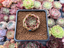 Echeveria 'Zera' 1" New Hybrid Succulent Plant