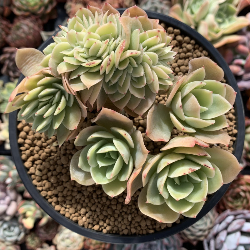 succulent pastel Echeveria 'Pastel' Crested Cluster 4" Rare Succulent Plant