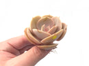 Echeveria ‘Slime Ball’ 3” Rare Succulent Plant
