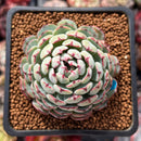 Echeveria 'Dark Minima' 1" Succulent Plant